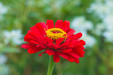 Wall Mural - Close up for red zinnia blooming in the summer garden