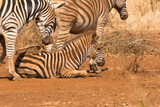 Fototapeta  - zebras covered in red soil rolling on the ground in the wild in Kruger national park, South Africa