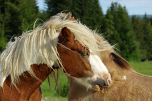 Two Horses Grooming Each Other
