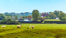 Sheep Watching A Steam Train On The Kent And East Sussex Railway Near To Bodiam, Sussex In Springtime