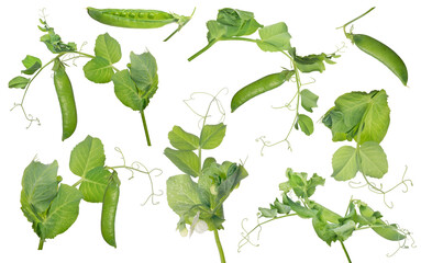 Sticker - pea pods with green leaves group on white