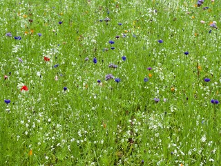 Poster - Wild Flower Meadow