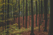 jesienny las bukowy w rezerwacie Kamienna Góra