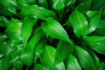 Green leaves of Hosta lancifolia, fresh verdant nature background, top view.