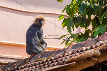 nilgiri langur (trachypithecus johnii) on roof of residential house in kumily, kerala, india. an uni