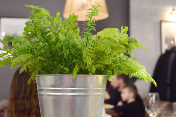 A plant growing in a tin bucket in a small city cafe