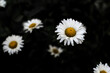© tanitost - Daisy Flowers Top View On A Dark Background Close-Up. Closeup on white chamomile flower on black background. Art tint black and white. Selective focus