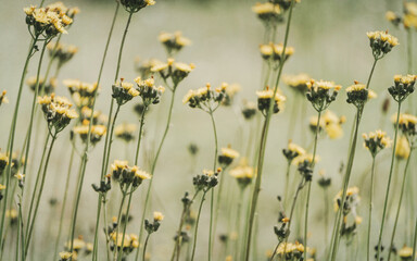 Canvas Print - Yellow flowers of a field sow thistle against the backdrop of a sunny summer meadow	