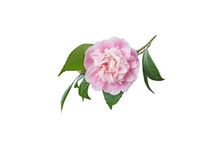 Pale Pink Camellia Japanese Peony Form Flower Isolated On White