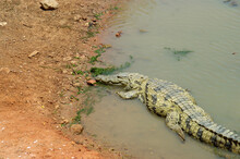 High Angle View Of Crocodile In Water