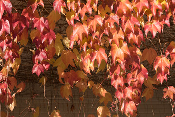 Wall Mural - Background: yellow and red creeper on an old concrete stone wall