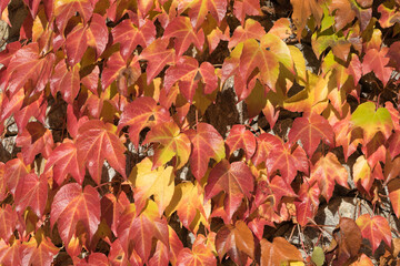 Wall Mural - Background: yellow and red creeper on an old concrete stone wall