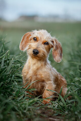 Wall Mural - Cute young wire-haired dachshund in grass