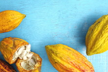 Fresh And Ripe Bright Yellow Orange Cocoa Pods Or Theobroma Cacao Tree Fruit In Flat Lay In Blue Background With Copy Space.