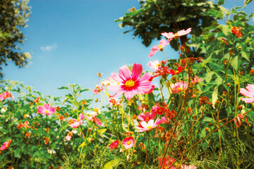 Wall Mural - Colorful cosmos on field.