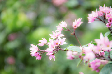 Wall Mural - Pink of flower with natural background.