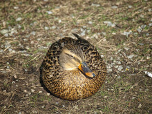 Female Mallard Duck Resting On The Ground.
