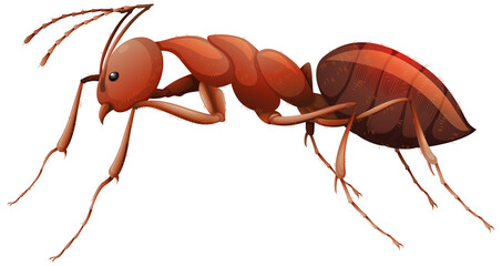 Wall Mural - Close up of red ant in cartoon style on white background