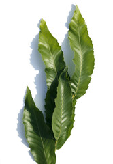 Sticker - Chestnut Leaves isolated white background.