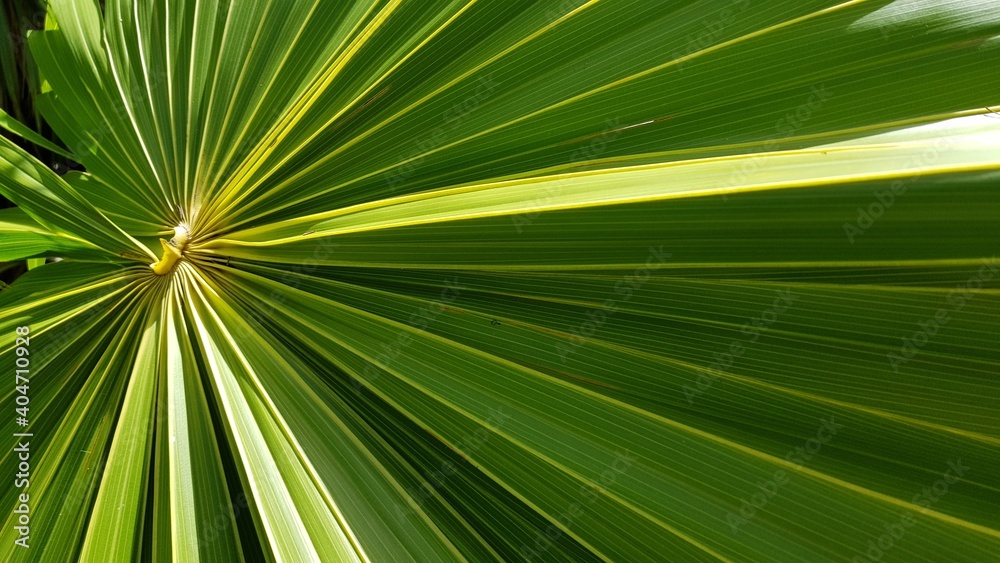 Close-up Of Palm Leaf - obrazy, fototapety, plakaty 