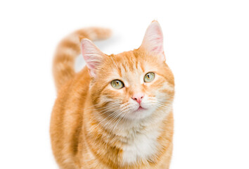  ginger cat isolated on white background