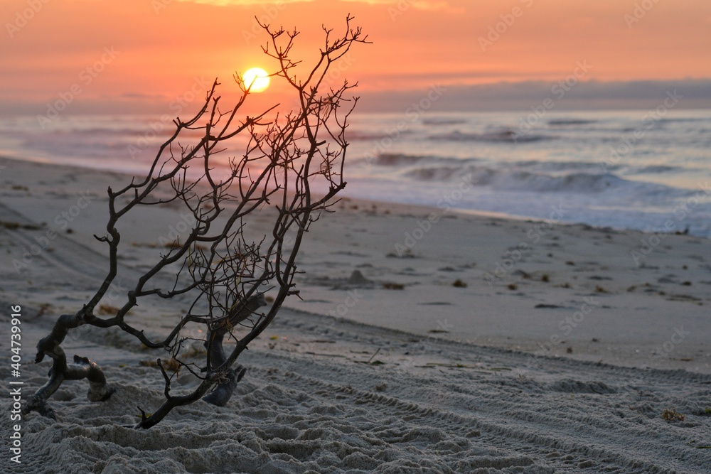 Bare Tree On Beach Against Sky During Sunset - obrazy, fototapety, plakaty 