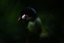 Purple Crested Turaco Highlighted In Dark