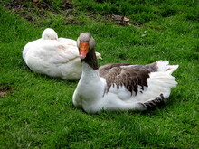 Two Geese Lie In The Grass