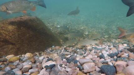 Wall Mural - Underwater footage of Barbel (Barbus barbus) swimming close-up in the nature river habitat. Fish in the clean little creek. Wildlife animal.