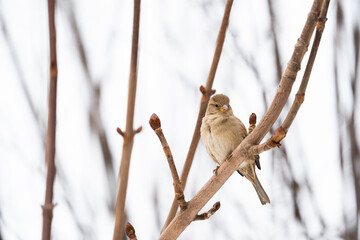 House sparrow (Passer domesticus)