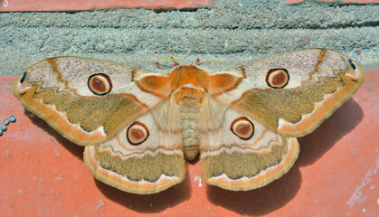 Canvas Print - Butterfly (Caligula boisduvali)