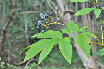 Sticker - Herb (Caulophyllum robustum)