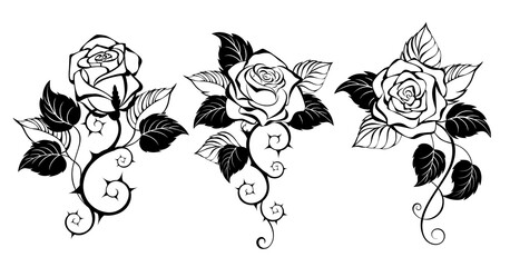 Poster - Three outline roses