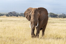 African Bull Elephant Walks Through The Lush Grass Of Amboseli National Park, Kenya. 