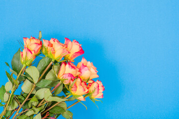 Canvas Print - Rose flowers on a colored background