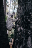 Fototapeta Zwierzęta - Wild cute hanging koala portrait