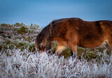 A beautiful Wild Exmoor pony standing among the frosty and snowy brush of Exmoor National Park at Haddon Hill, Devon, UK