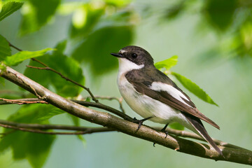 Naklejka na meble Bonte Vliegenvanger, European Pied Flycatcher, Ficedula hypoleuca hypoleuca