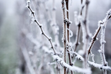 Hoarfrost on the vineyard with in the fog