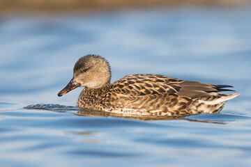 Wall Mural - Krakeend, Gadwall, Anas streperea