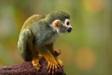 Common Squirrel Monkey,  Saimiri Sciureus, Native To Amazon Basin, Brazil. Small, Colorful, Olive Green Rainforest Monkey, Isolated Against Blurred Green Background. Close Up, Side View.