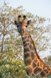 Fototapeta Sawanna - Safari Bilder Südafrika, Safari Photos South Africa
