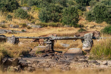 Antique Stone Bridge And Cows Crossing Over Dry River