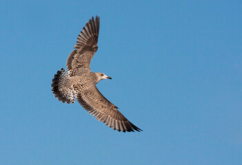 Zilvermeeuw, European Herring Gull, Larus argentatus