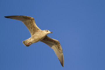 Zilvermeeuw, European Herring Gull, Larus argentatus