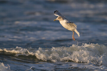 Zilvermeeuw, European Herring Gull, Larus argentatus