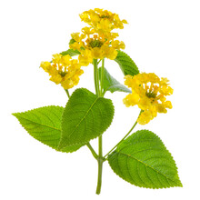 Yellow Lantana Camara Flower Is Isolated On White Background, Close Up