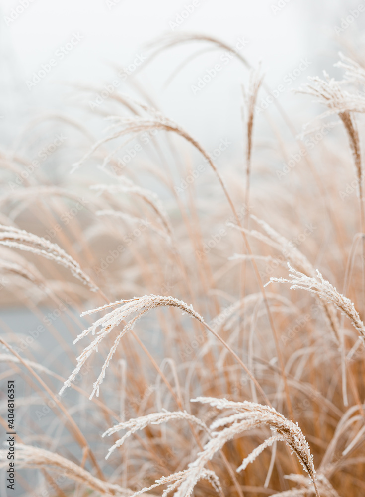 Obraz Abstract natural background of soft plants Cortaderia selloana. Frosted pampas grass on a blurry bokeh, Dry reeds boho style. Patterns on the first ice. Earth watching fototapeta, plakat