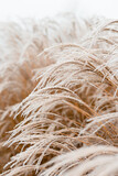 Fototapeta Boho - Abstract natural background of soft plants Cortaderia selloana. Frosted pampas grass on a blurry bokeh, Dry reeds boho style. Patterns on the first ice. Earth watching