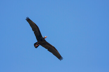 Wall Mural - Northern Bald Ibis, Heremietibis, Geronticus eremita